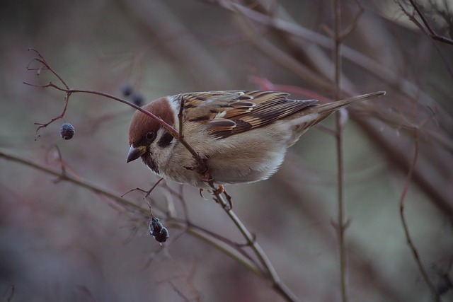 场首秀